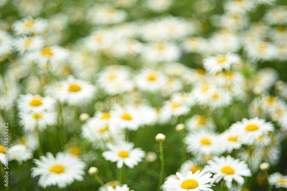 Fototapeta premium Large chamomile flowers in the garden. The flowers are out of focus and sideways. Matricaria chamomilla.