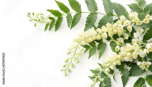 Blossoming acacia with leafs isolated on white background, Acacia flowers