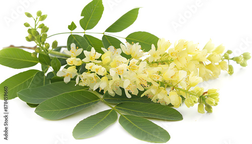Blossoming acacia with leafs isolated on white background, Acacia flowers