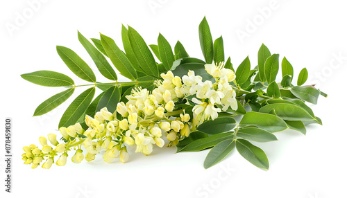 Blossoming acacia with leafs isolated on white background, Acacia flowers