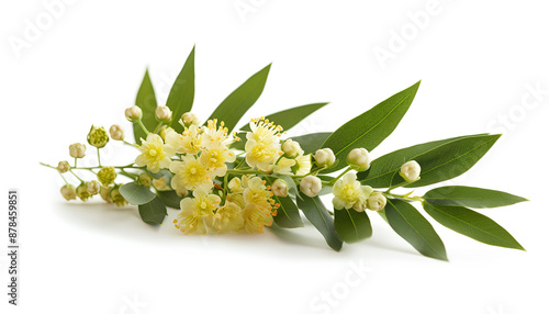 Blossoming acacia with leafs isolated on white background, Acacia flowers