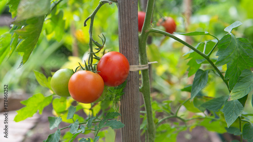 closeup on red tomatoes ripening in a vegetable garden attached to a guardian...