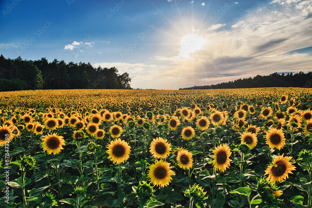 Obraz premium Sonnenblumen - Sonnenblume - Sonnenblumenfeld - Sunflower - Field - Ecology - Environment - Agriculture - Sunset - High quality photo - Bioeconomy - Bio - Photo Wallpaper