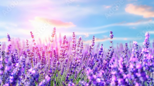 Beautiful Lavender Field Under Blue Sky, Close-Up Banner Design