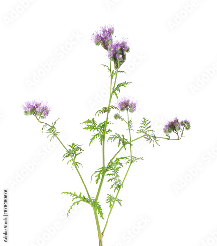 Phacelia flowers isolated on white background. Light purple flowers of Lacy phacelia or blue tansy.