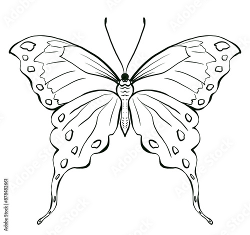 Butterfly with black and white hand drawn illustration. Design for tattoo, print, sticker, wedding invitations and cards.Hand drawn in vintage style, white background