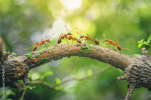 Conceptual image of teamwork and collaboration, depicted by ants working together to construct a bridge photo