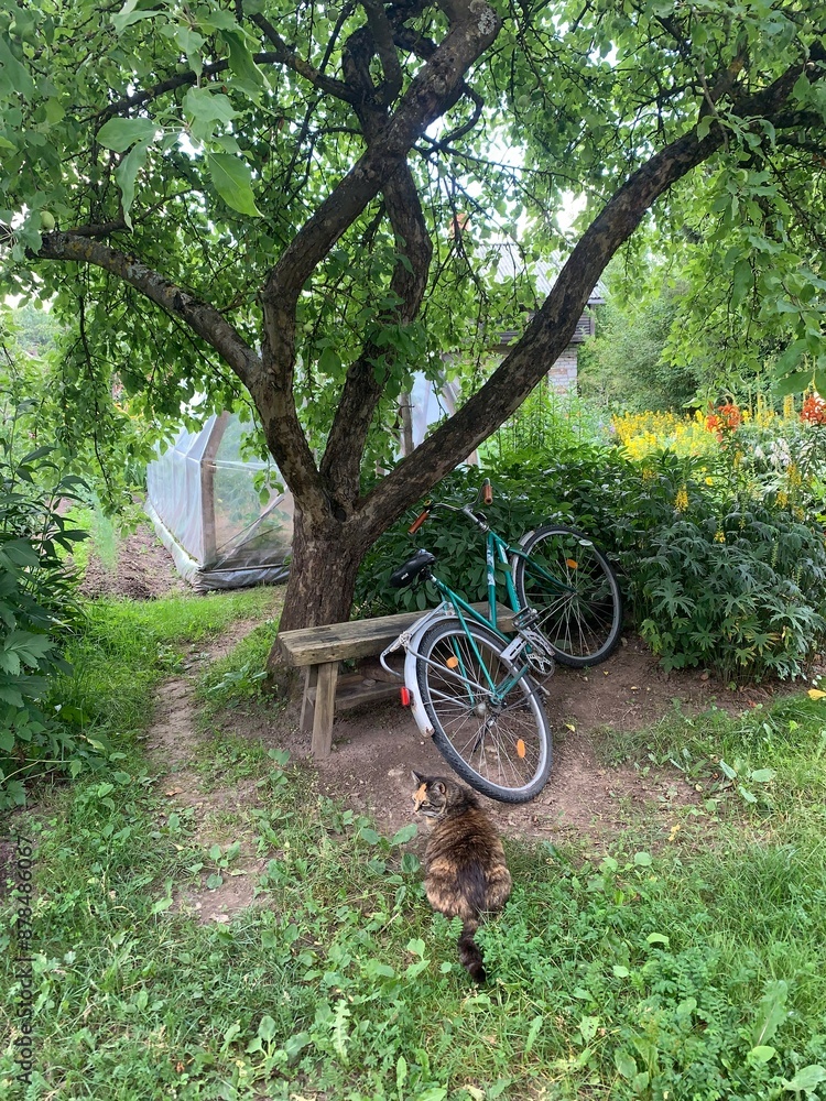 bicycle in the park bicycle in the park