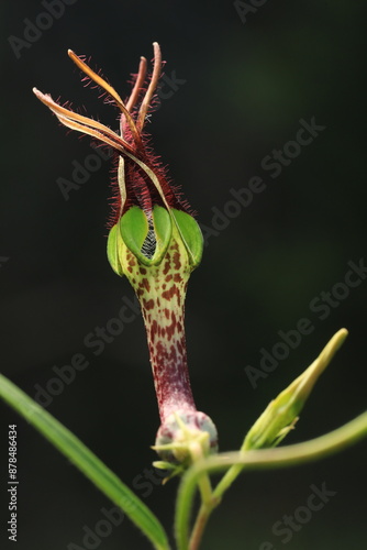 Ceropegia Cochleata Kidyoo (Apocynaceae),
corolla tube white with reddish brown dots and mouth of the tube covered with long white hairs.
Phu Hin Rong Kla National Park, Pitsanulok Province,Thailand.  photo