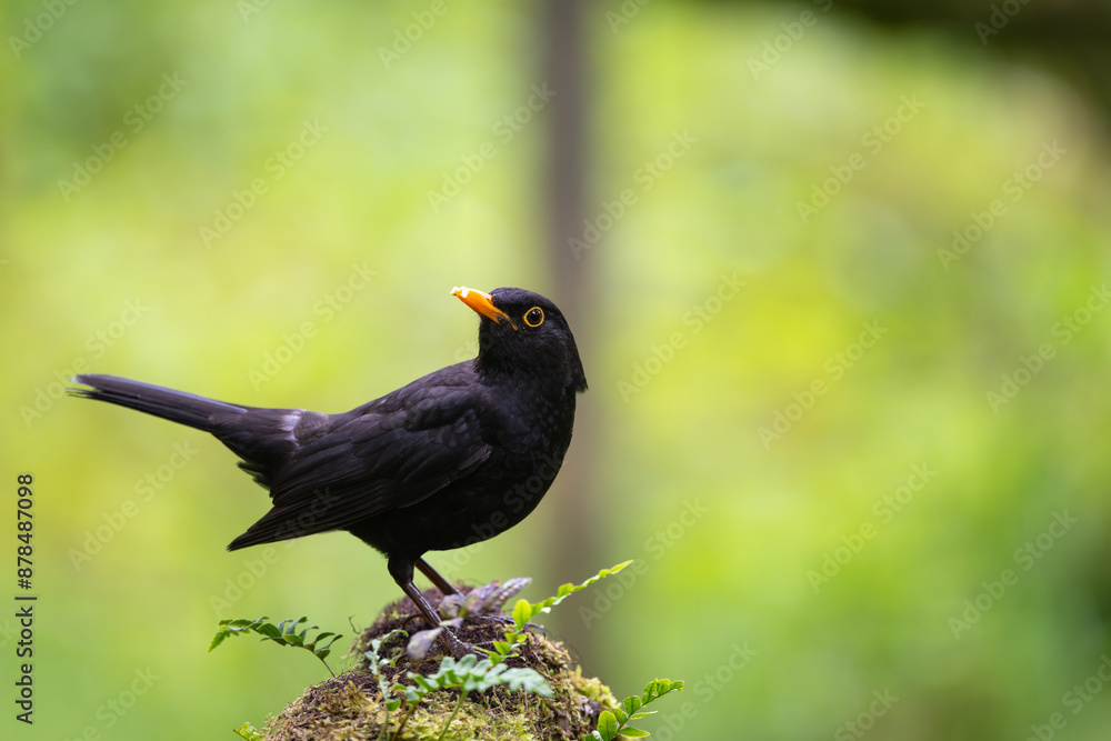 Obraz premium Eurasian blackbird, Turdus merula, perched on a dead tree stump