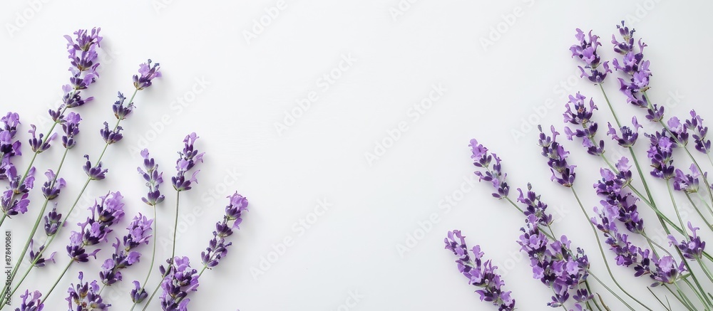 Enjoy the calming scent of lavender against a serene white backdrop, perfect for adding your own copy space image. Enjoy the calming scent of lavender against a serene white backdrop, perfect for adding your own copy space image.