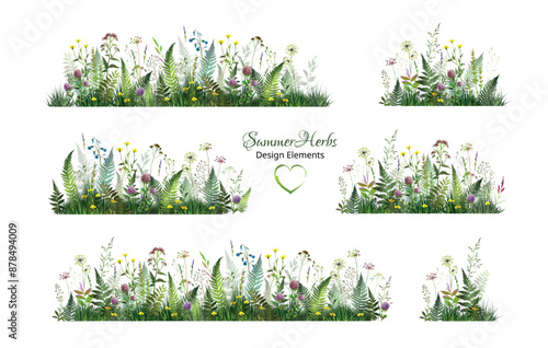 Spring or summer colorful floral set with wild fern, herbs, flowers. Parts of field. Wild flowers.