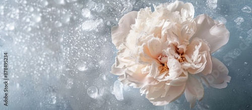 An ice-covered peony flower is set against a background with copy space image.