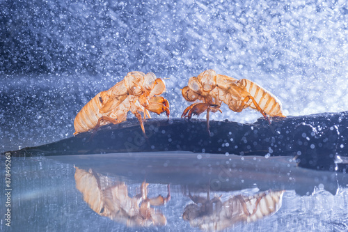 Two cicadas molt with shadow on the dry tree branch and water drop background.Insect wildlife animal on rain drop background. photo