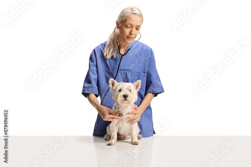 Tableau sur toile Female veterinarian doctor checking a westie terrier dog with a stethoscope