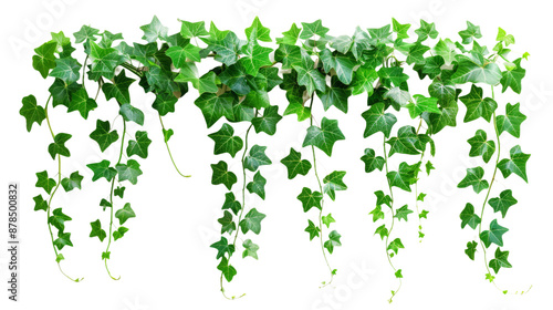 Lush Green Leaves of Javanese Treebine and Grape Ivy: Jungle Vine Hanging Plant Bush Isolated on transparent Background