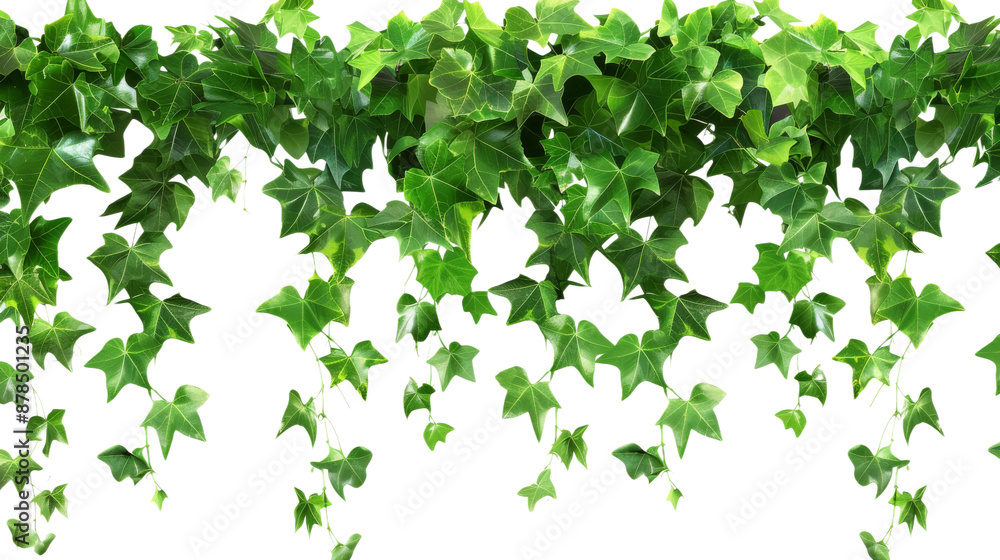 Lush Green Leaves of Javanese Treebine and Grape Ivy: Jungle Vine Hanging Plant Bush Isolated on transparent Background Lush Green Leaves of Javanese Treebine and Grape Ivy: Jungle Vine Hanging Plant Bush Isolated on transparent Background