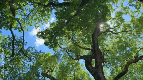 Camphor tree or camphor laurel (Cinnamomum camphora) against blue sky in asunny day