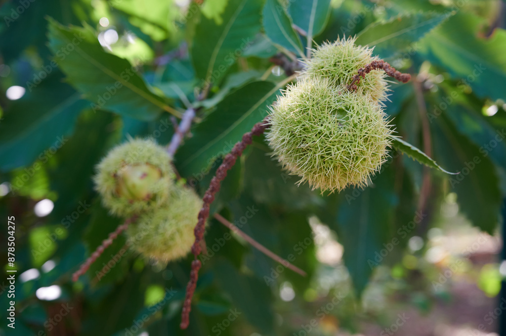 Branch with unripe green chestnuts inside the thorny shell. Castanea sativa forest in Spain. Branch with unripe green chestnuts inside the thorny shell. Castanea sativa forest in Spain.