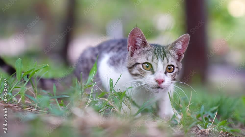 kitten is hanting kitten is hanting