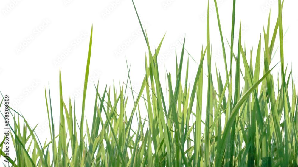 A cut-out of a clump of green tall grass on a white background with clipping paths. A cut-out of a clump of green tall grass on a white background with clipping paths.