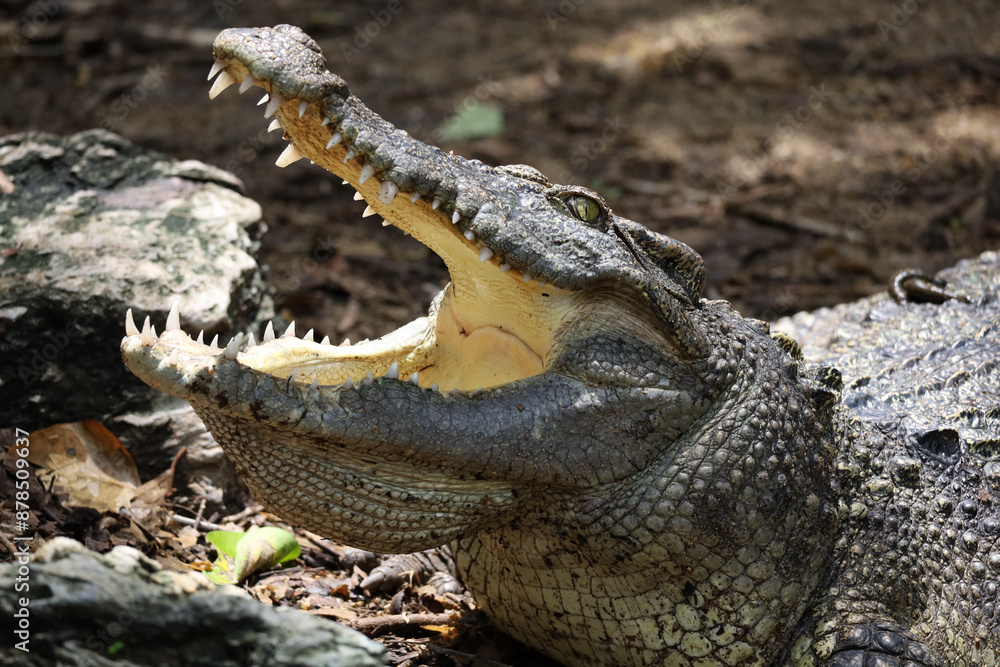 Fototapeta premium Close up crocodile is action show head in garden