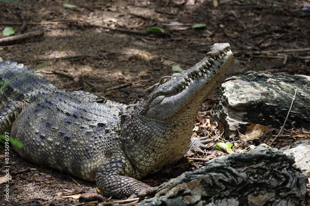 Close up crocodile is action show head in garden Close up crocodile is action show head in garden