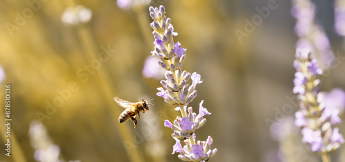 Wallpaper Mural Abeille volant sur une fleur de lavande gros plan en vol Torontodigital.ca