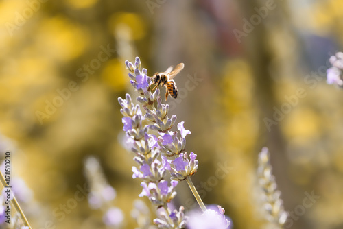 Wallpaper Mural Abeille volant sur une fleur de lavande Torontodigital.ca