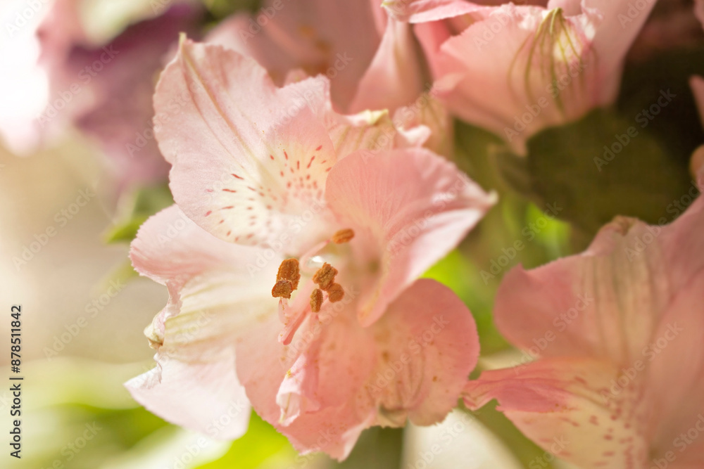 Large pink flower of blooming alstroemeria Large pink flower of blooming alstroemeria