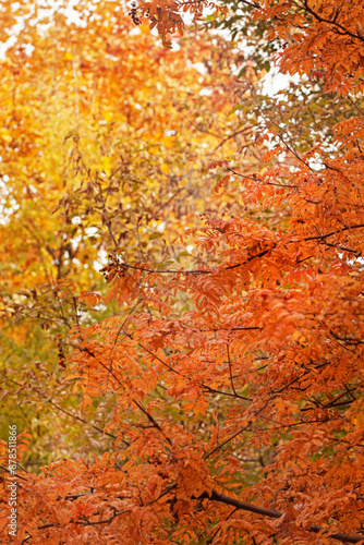 Pretty autumn red and yellow leaves of rowan trees