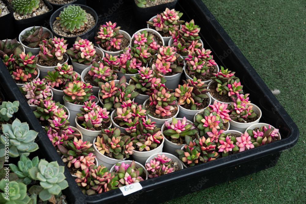 A tray of pink and white flowers sits on a green lawn. The flowers are in small white cups and are arranged in a neat row A tray of pink and white flowers sits on a green lawn. The flowers are in small white cups and are arranged in a neat row