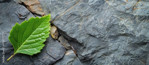 Rock background with a green leaf and ample copy space image provided. photo