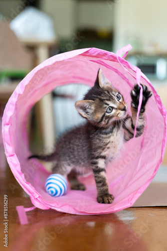 Playful kitten exploring a pink tunnel with a toy ball