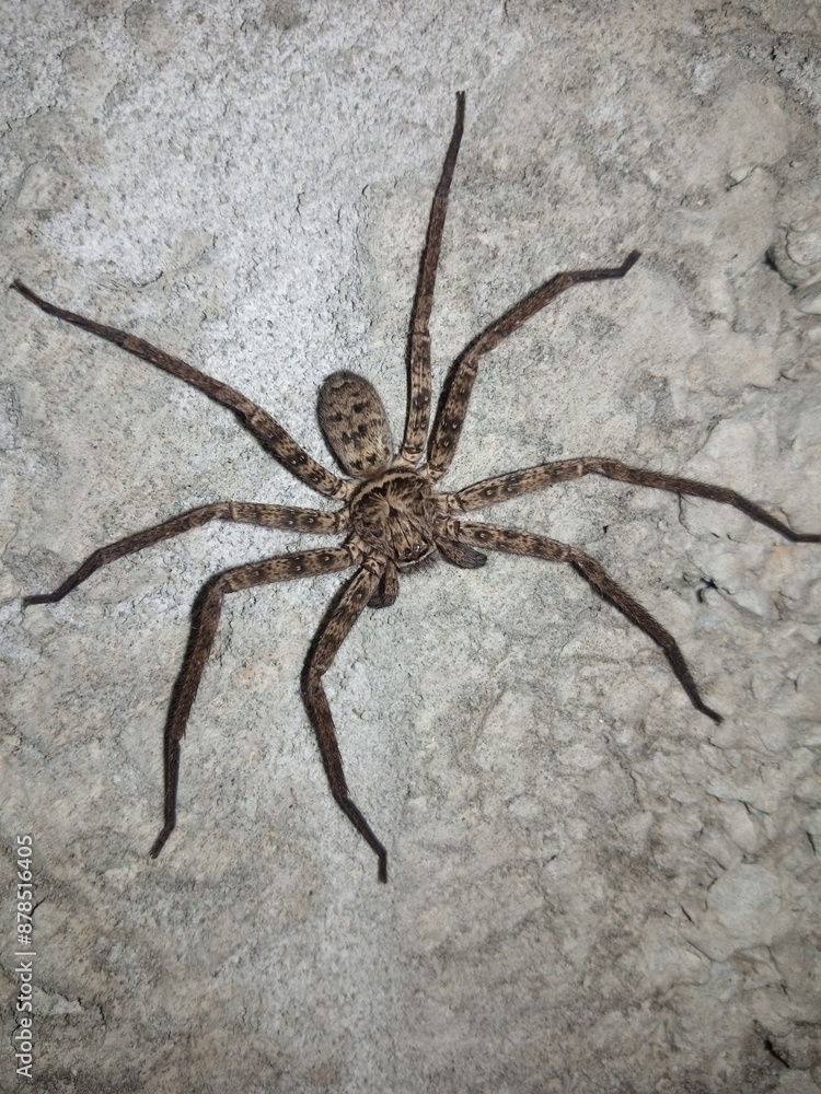 Giant house spider (Eratigena atrica) on a rock. Giant house spider (Eratigena atrica) on a rock.