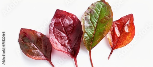 Fresh leaves of Blood Sorrel (Rumex sanguineus) set against a white backdrop in a copy space image. photo