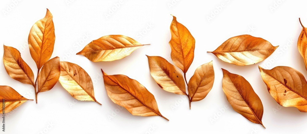 Obraz premium Isolated golden laurel leaves on white background, creating a minimal flat lay with a top view. Incorporating autumn and Christmas vibes, ideal as a design element with copy space for text or images.