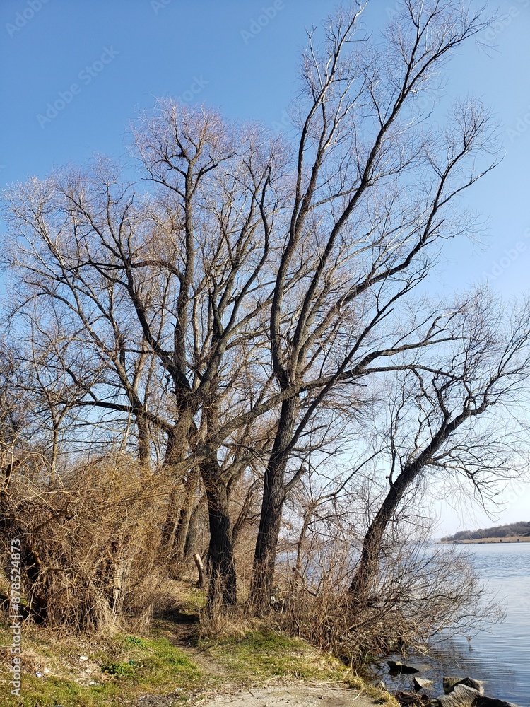 tree without leaves against the sky tree without leaves against the sky