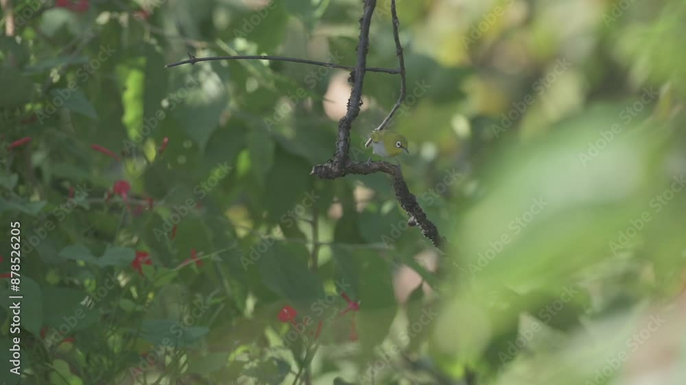 Bird in a canopy of a tree Bird in a canopy of a tree