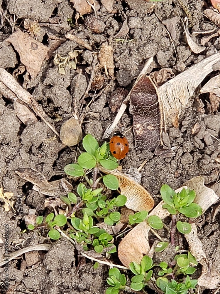 ladybug on the ground ladybug on the ground