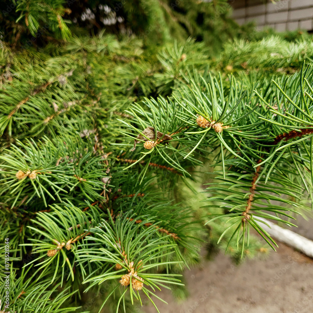 pine tree branches pine tree branches
