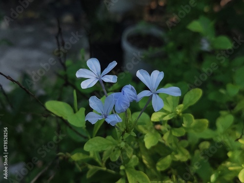 Las flores de mi jardín, me gusta mucho tomarle fotos por la mañana.  photo