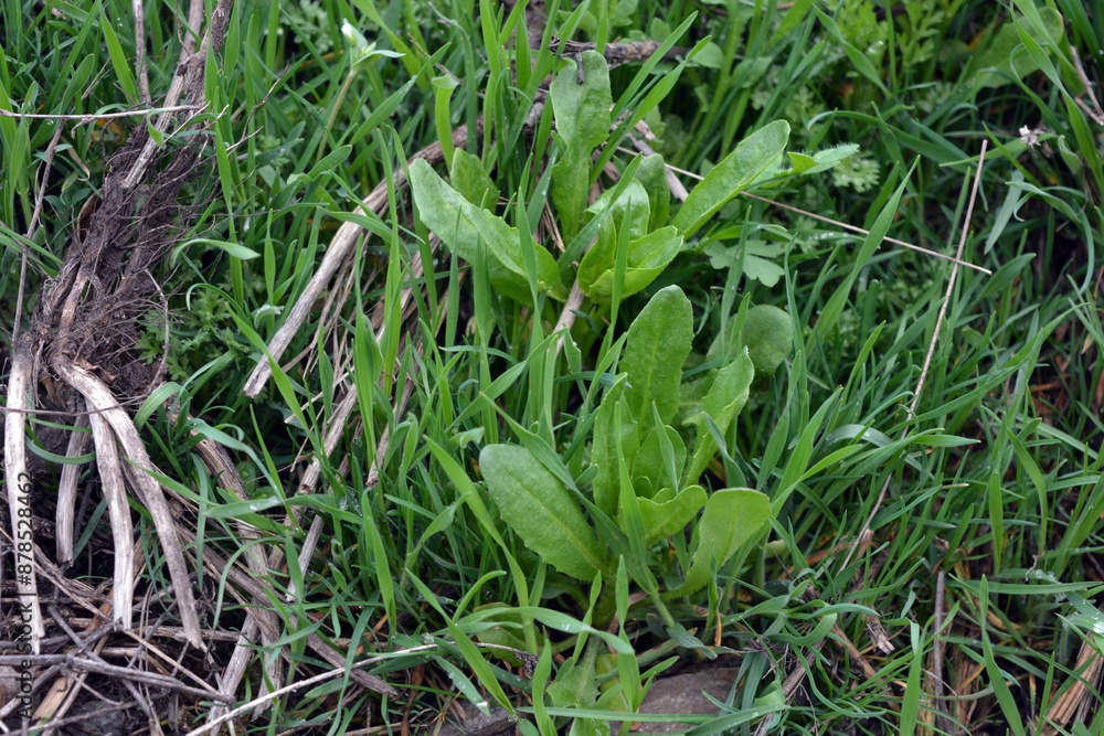 Beautiful nature, spring weather with new greenery, flowers and plants. Green small greenery, grass, small flowers, green meadow. Beautiful nature, spring weather with new greenery, flowers and plants. Green small greenery, grass, small flowers, green meadow.