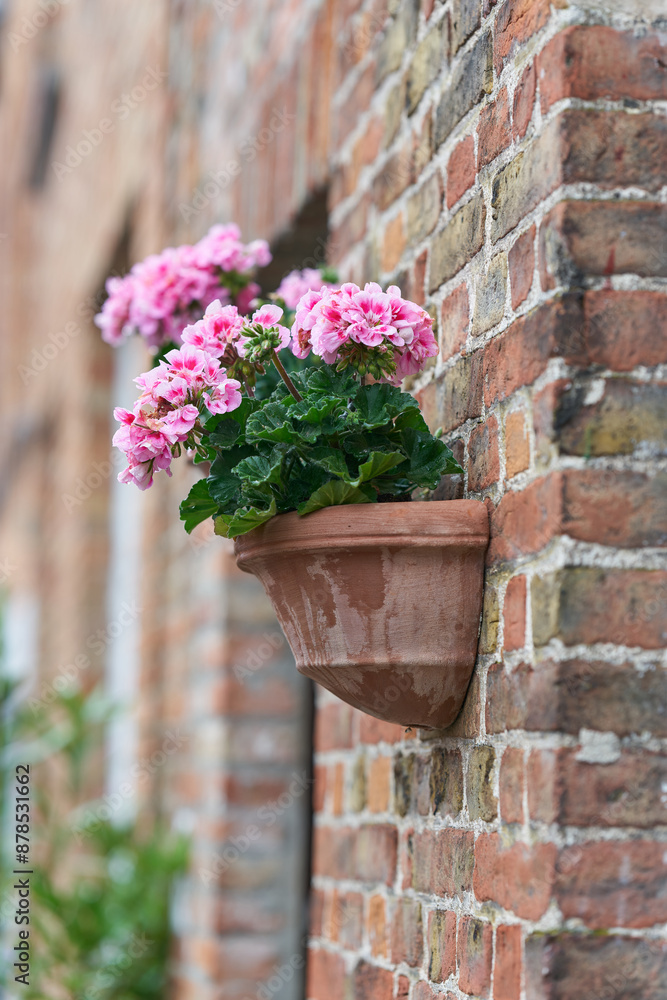 Fototapeta premium blühende Geranie in einem Blumentopf an einer Hauswand in der Altstadt von Brügge in Belgien