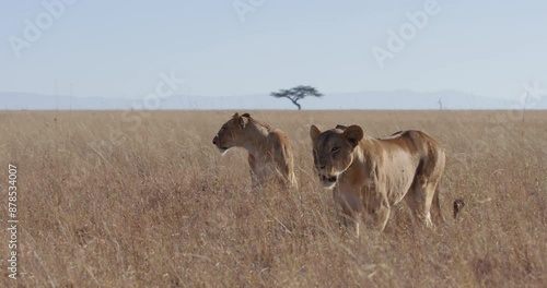 extreme wide shot of a collared lioness (Panthera Leo) walking while another lioness licks it self in the savanna during morning in kenya
