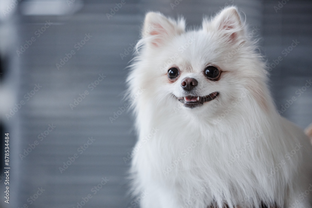 Portrait shot of cute white pomeranian dog against blue-gray blurred background in vet, office, copy space Portrait shot of cute white pomeranian dog against blue-gray blurred background in vet, office, copy space