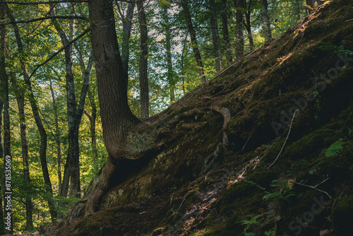 Forest Wildcat Mountain State Park Wisconsin photo