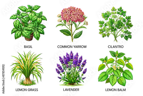 A Set of Six Common Herb Plants