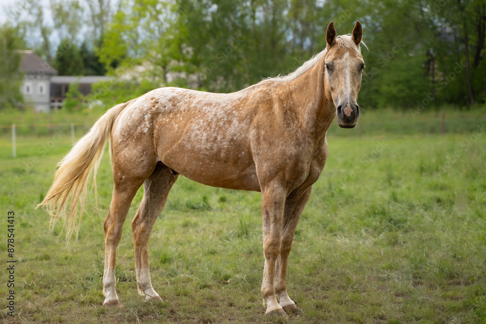 Pferd auf Wiese Pferd auf Wiese