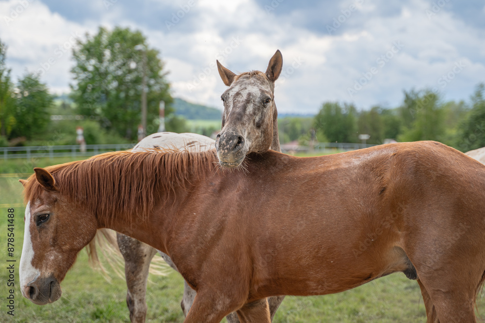Fototapeta premium Pferd auf Wiese